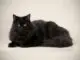 черная сибирская кошка фото