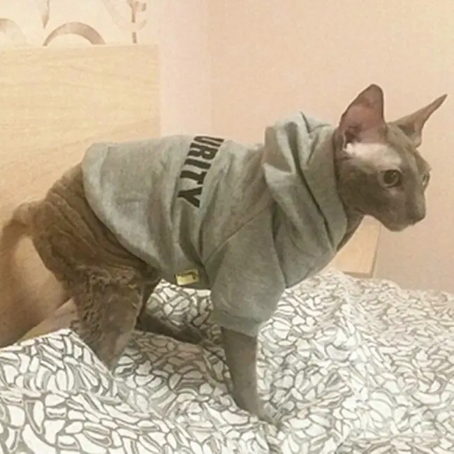 куртка с капюшоном для кота фото