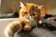 red tabby cats