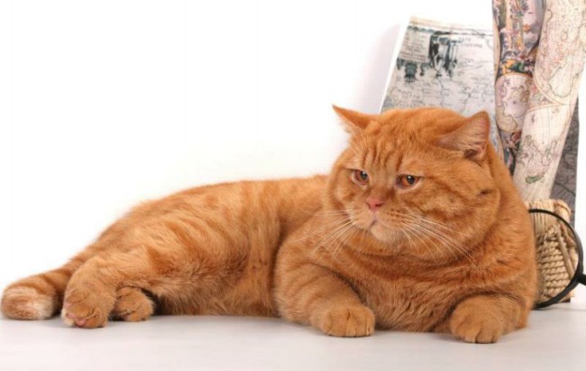 рыжий британский кот фото