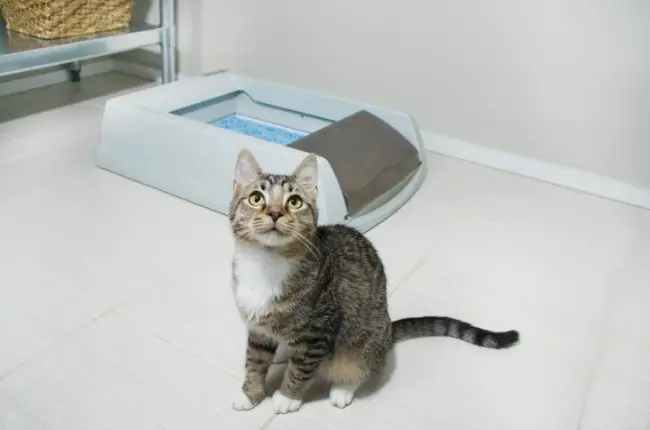 Задержка мочи у котов лечение в домашних условиях thumbnail