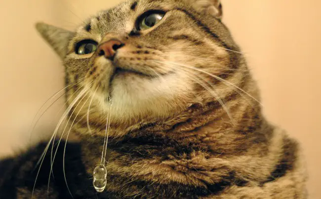 Почему у кошки изо рта течет слюна возможные причины слюнотечения