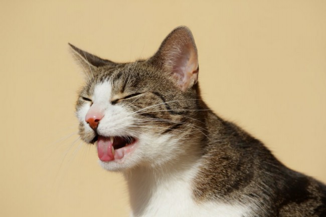 Кашель у кошки приступами лечение thumbnail