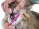 как чистить зубы кошке