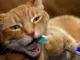 чистка зубов коту в домашних условиях