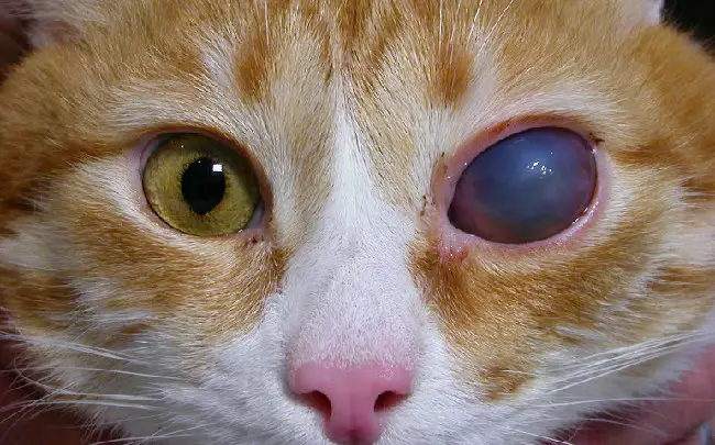 Глаукома (повышение глазного давления) у кошек и котов