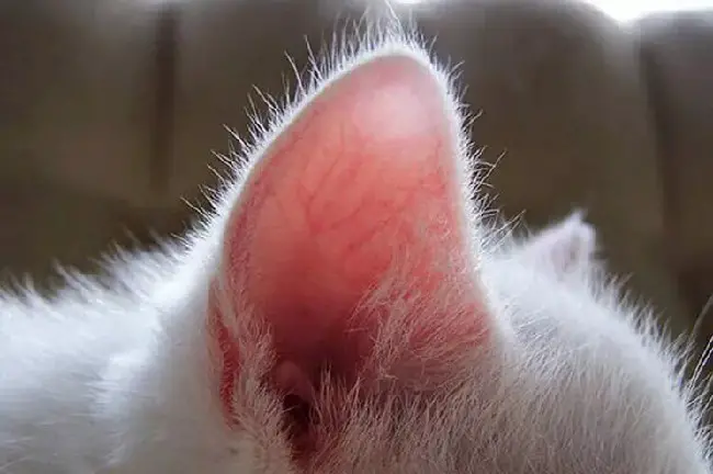 Как выглядит здоровое ухо кошки