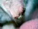 Некроз ушной раковины у кота