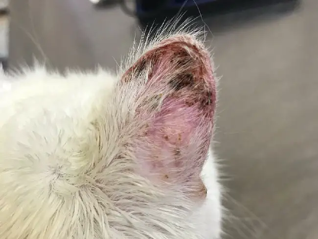 Солнечный дерматит ушной раковины у кота