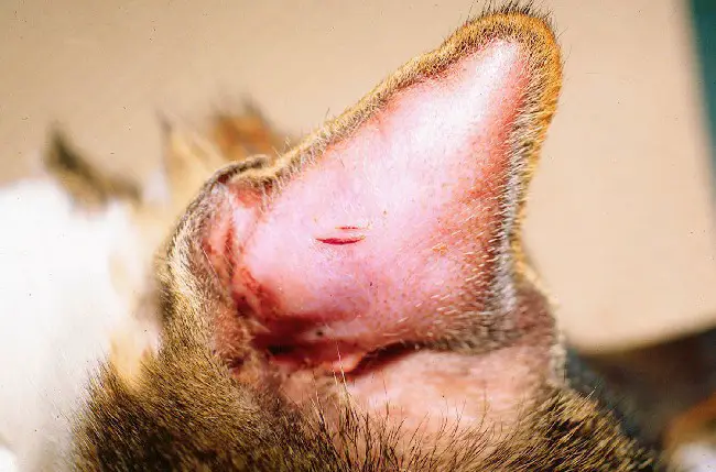 Раны и травмы ушной раковины у кошки