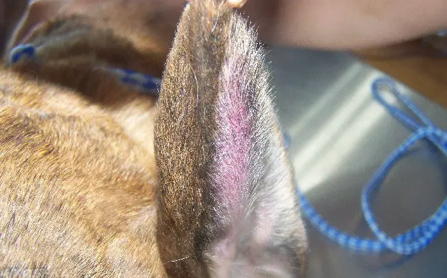 Гематома (синяк) уха у кошки