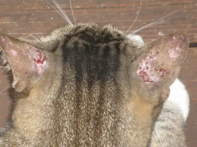 Экзема ушной раковины у кота