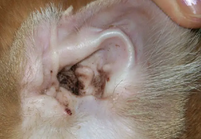 Инородное тело в ухе у кошки