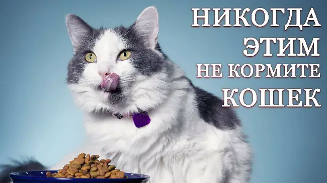 запрещенные продукты для кошек