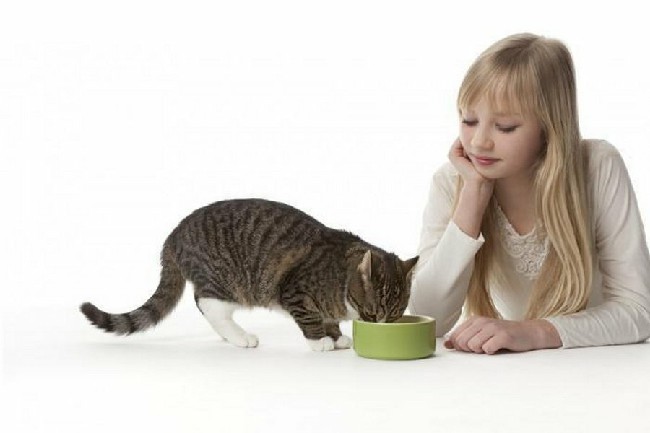 Чем нельзя кормить котенка