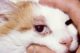 Подкожный клещ (демодекоз) у кошек