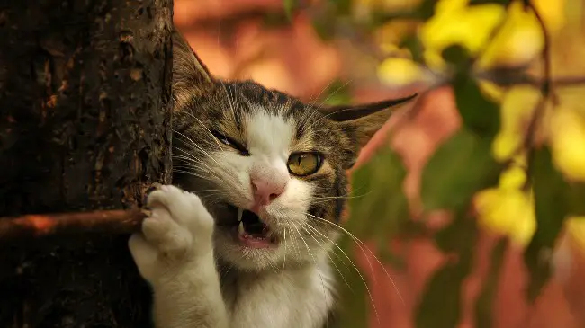 Какие домашние растения вредны для кошек