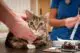вакцинация кошек и котят