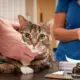 вакцинация кошек и котят