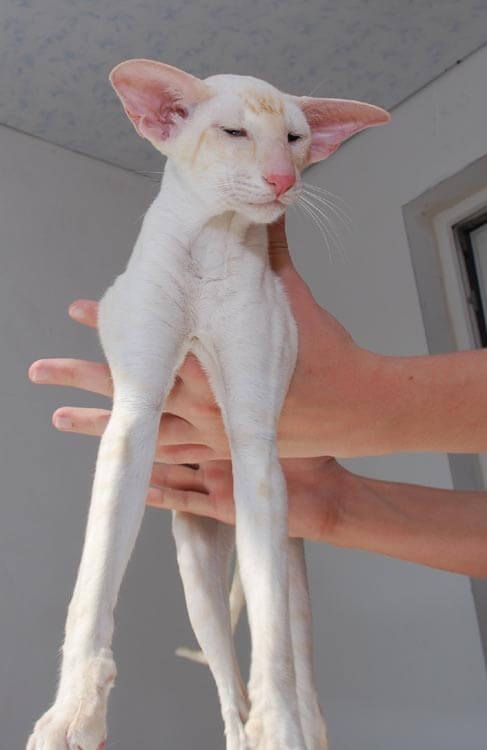 сиамская кошка длинная